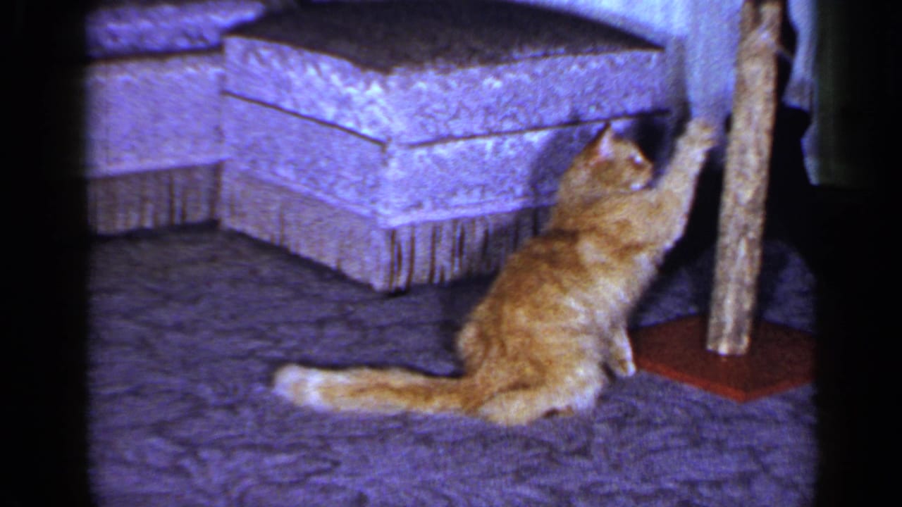 1965 Long Island home-movie frame showing the orange tabby rising on its hind legs to reach the dangling string by the scratching post.