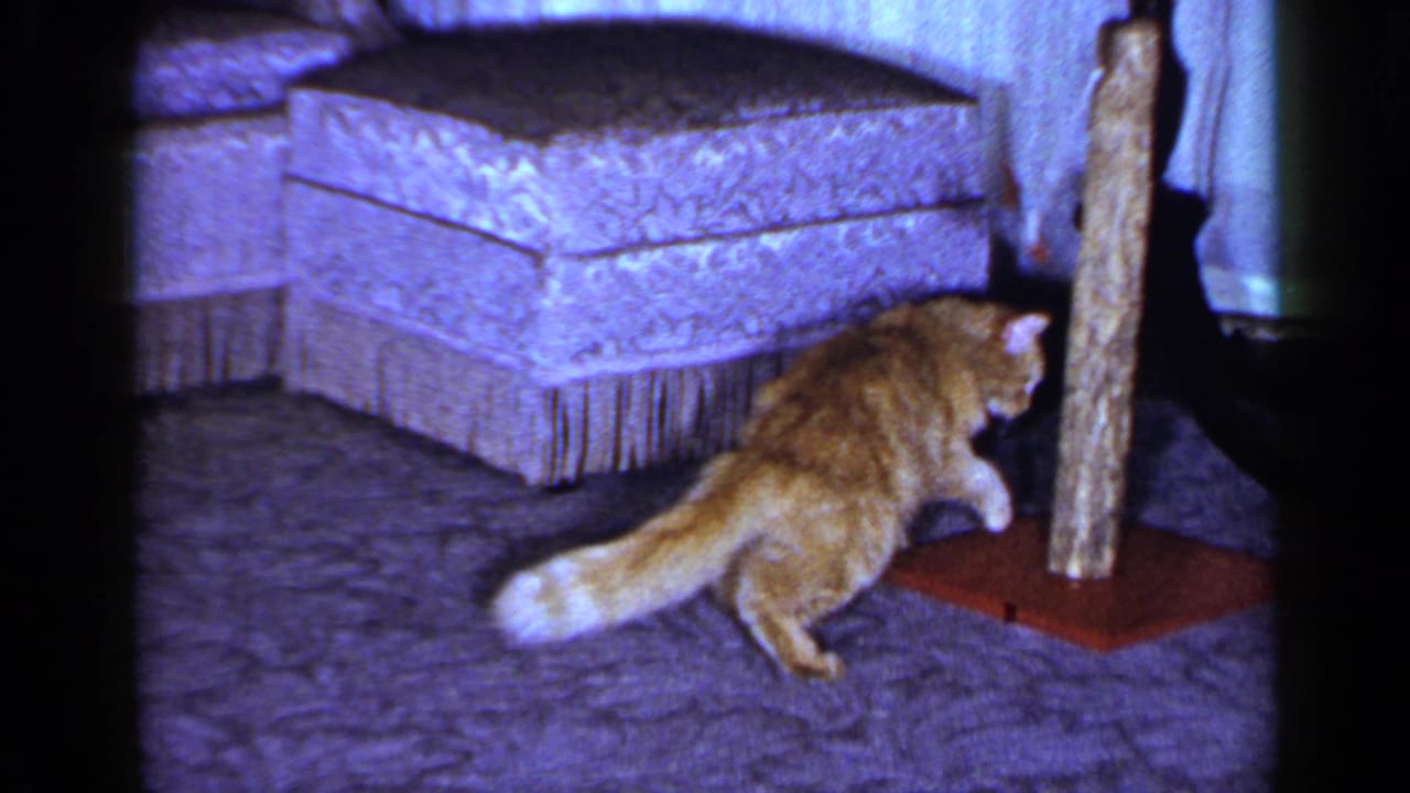 1965 Long Island home-movie frame of the orange tabby moving away from the string toy near the post, with ottoman and carpet behind it.