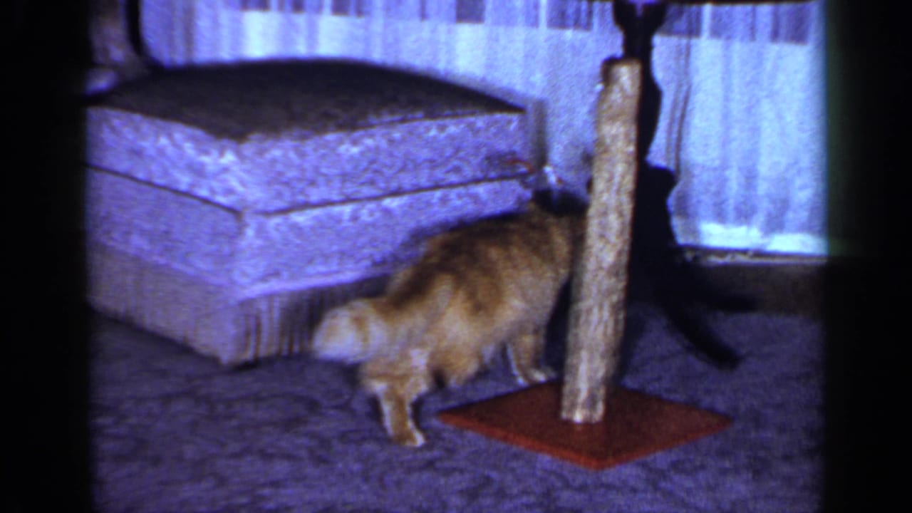 1965 Long Island home-movie frame showing an orange tabby near a wooden scratching post, patterned ottoman, sheer curtains, and carpet.