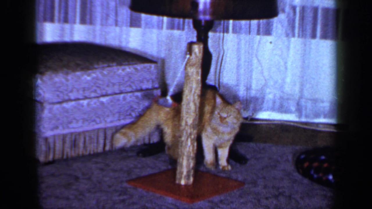 1965 Long Island frame with the orange tabby paused near the post and dangling toy mouse in a private living room.