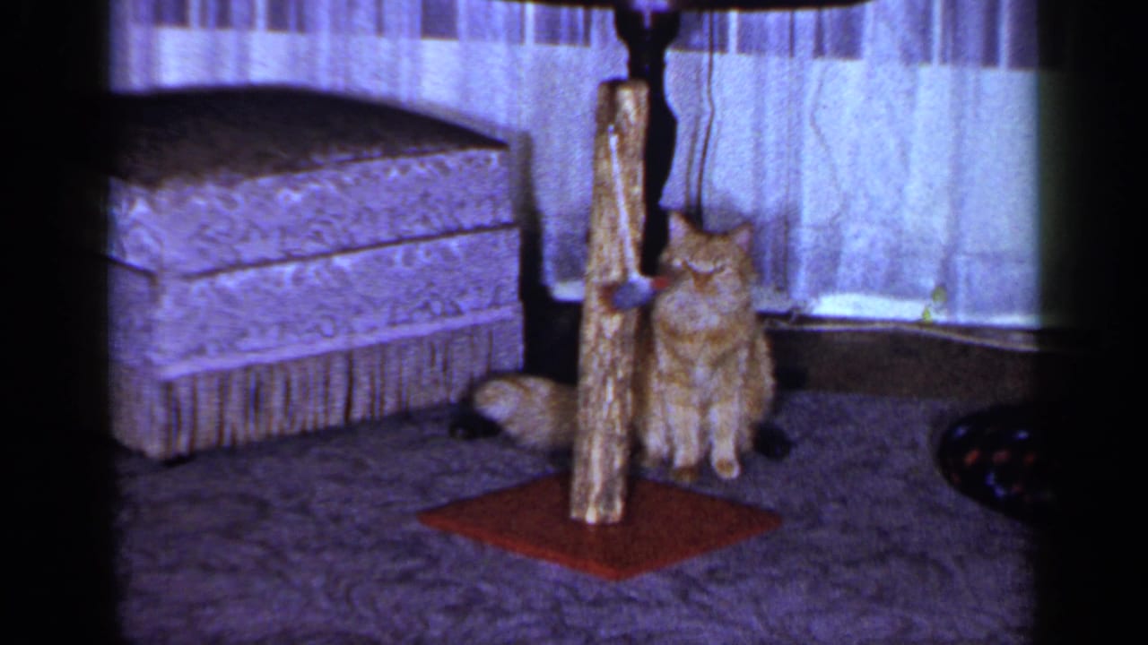 The orange tabby sits beside the wooden post and toy mouse, with a patterned ottoman and sheer curtains in the 1965 living room.