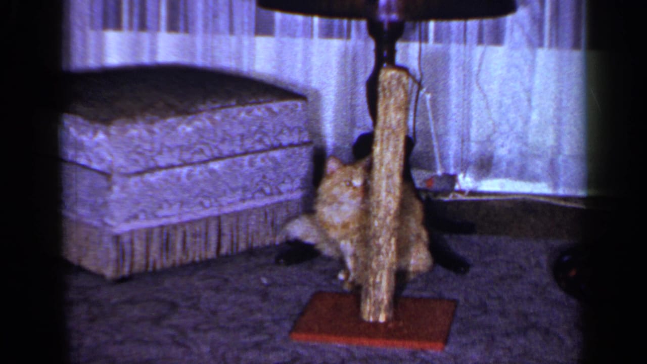 1965 Long Island home-movie frame showing the cat partly obscured by the scratching post near the ottoman, curtains, lamp, and carpet.
