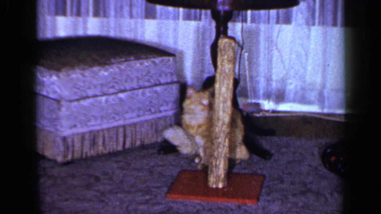 Orange tabby cat sits beside a wooden scratching post in a curtained living room.
