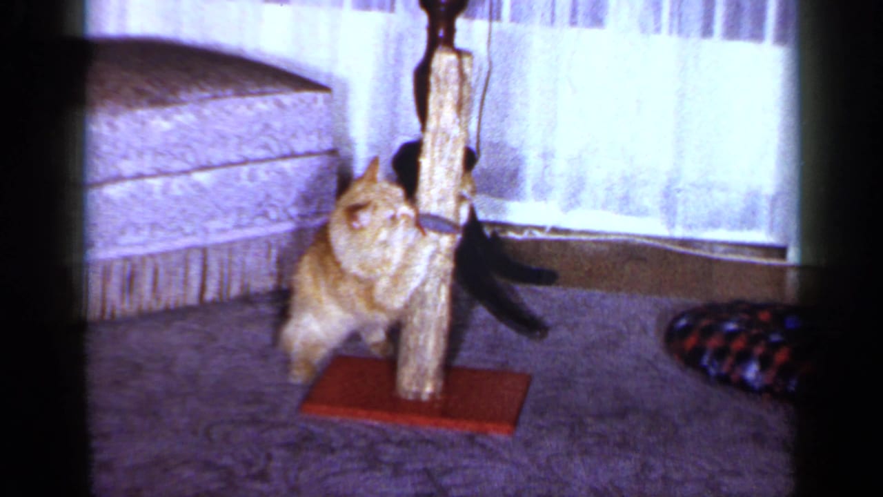 The orange tabby paws at the toy tied to the scratching post in the Long Island living room, with curtains and an ottoman visible nearby.