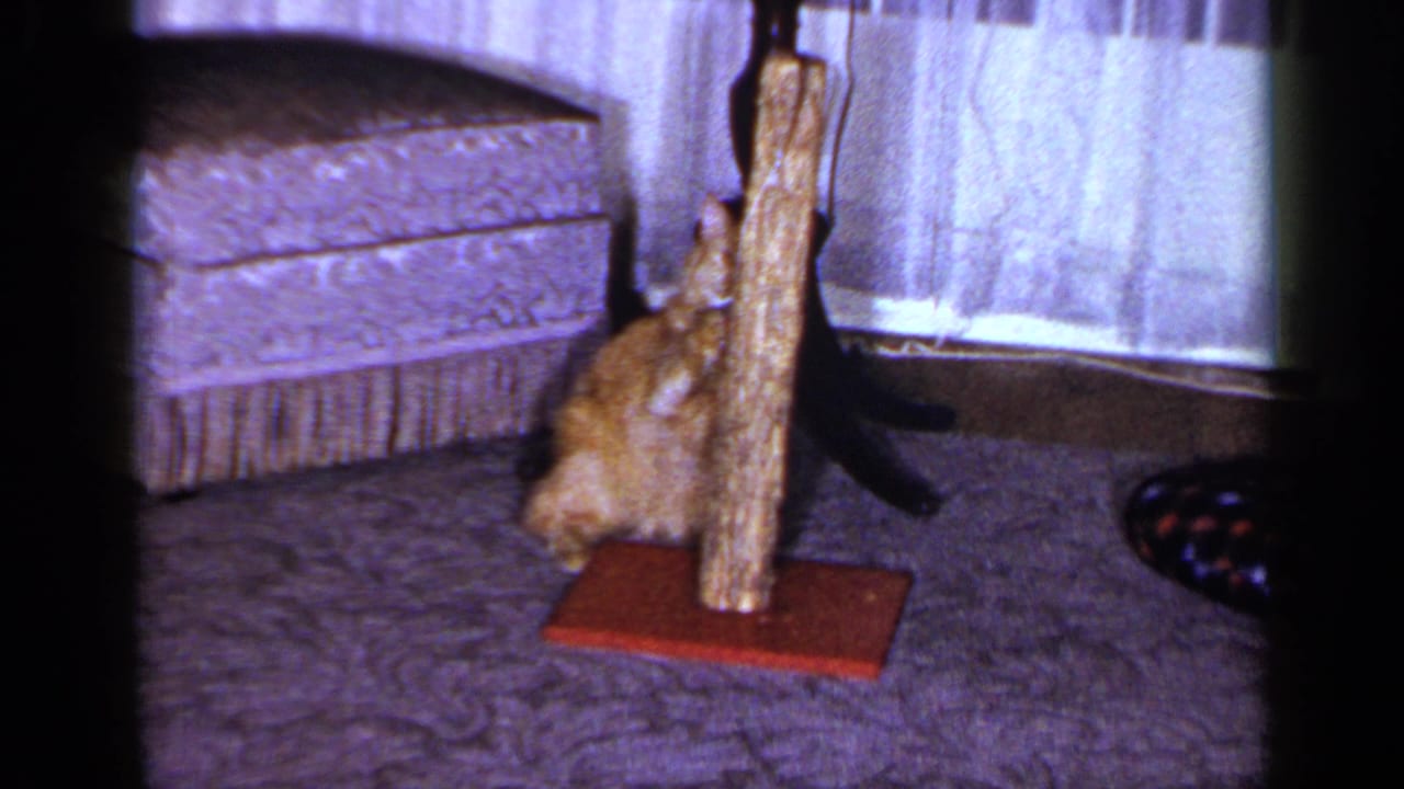 The cat crouches at the base of the scratching post in the 1965 Long Island living room, with patterned upholstery and carpet in view.