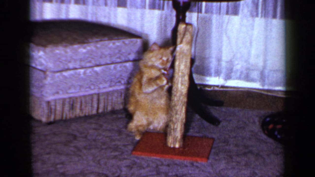 The orange tabby sits upright against the scratching post, batting near the tied toy inside a curtained Long Island living room.