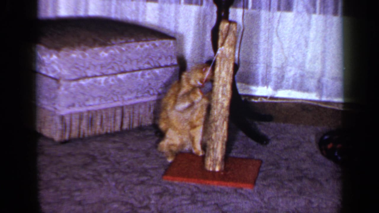 Orange tabby cat reaches toward a scratching pole in a carpeted living room.