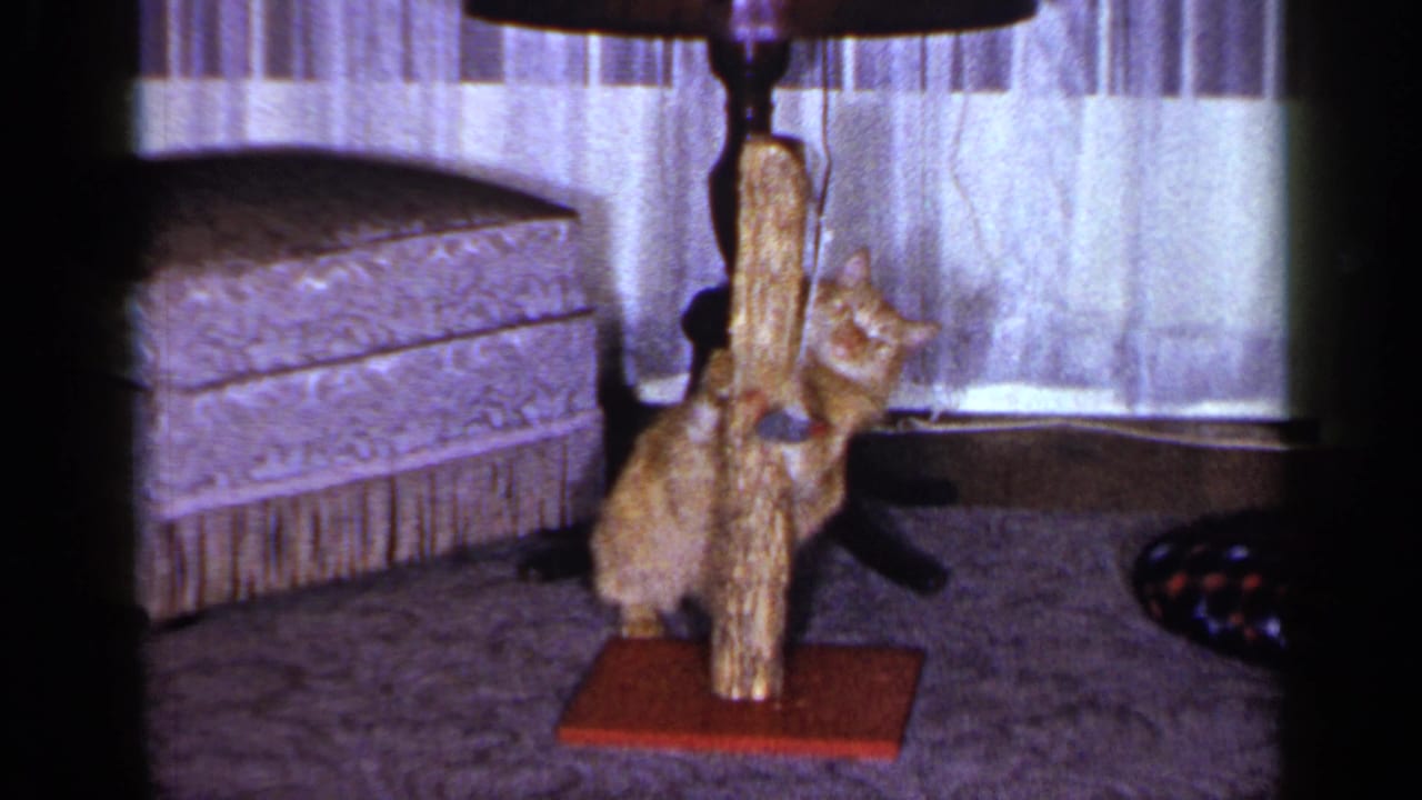 Orange tabby cat stands on its hind legs by a scratching pole in a 1965 Long Island living-room interior.