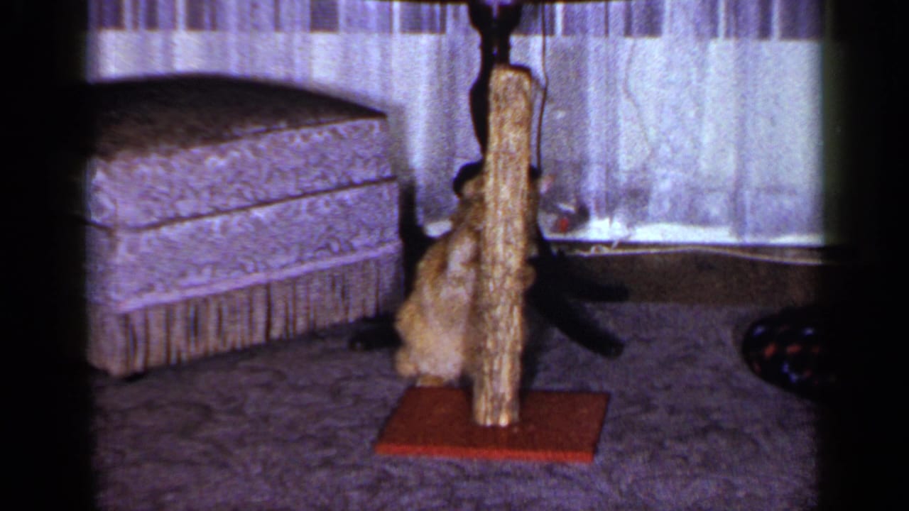 The tabby cat moves partly behind the scratching pole in the living room, with ottoman, curtains, and carpet visible.