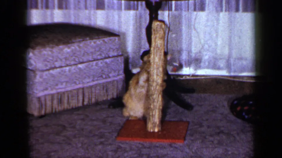 The tabby cat moves partly behind the scratching pole in the living room, with ottoman, curtains, and carpet visible.