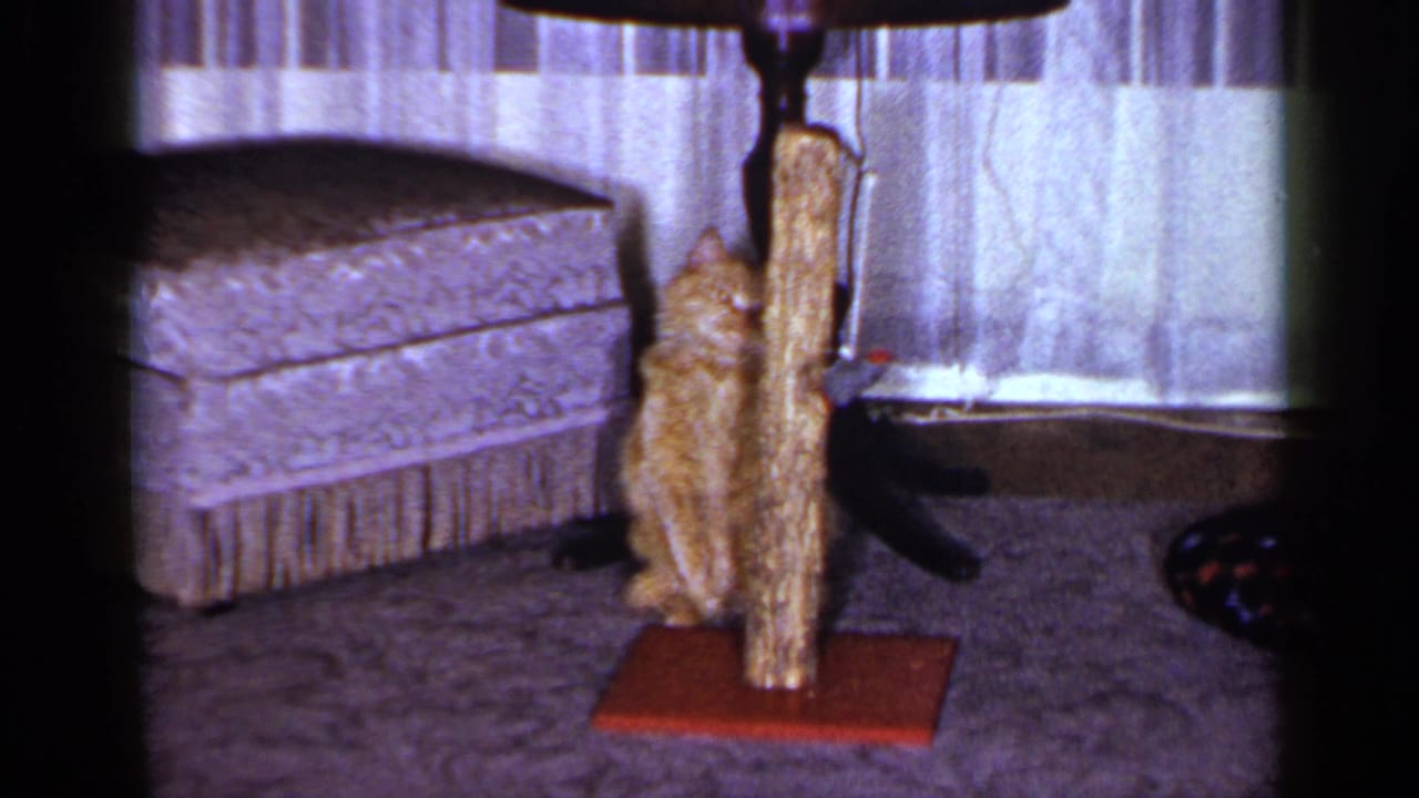 Orange tabby cat stretches up at the scratching pole and toy in a 1965 Long Island living-room home movie frame.