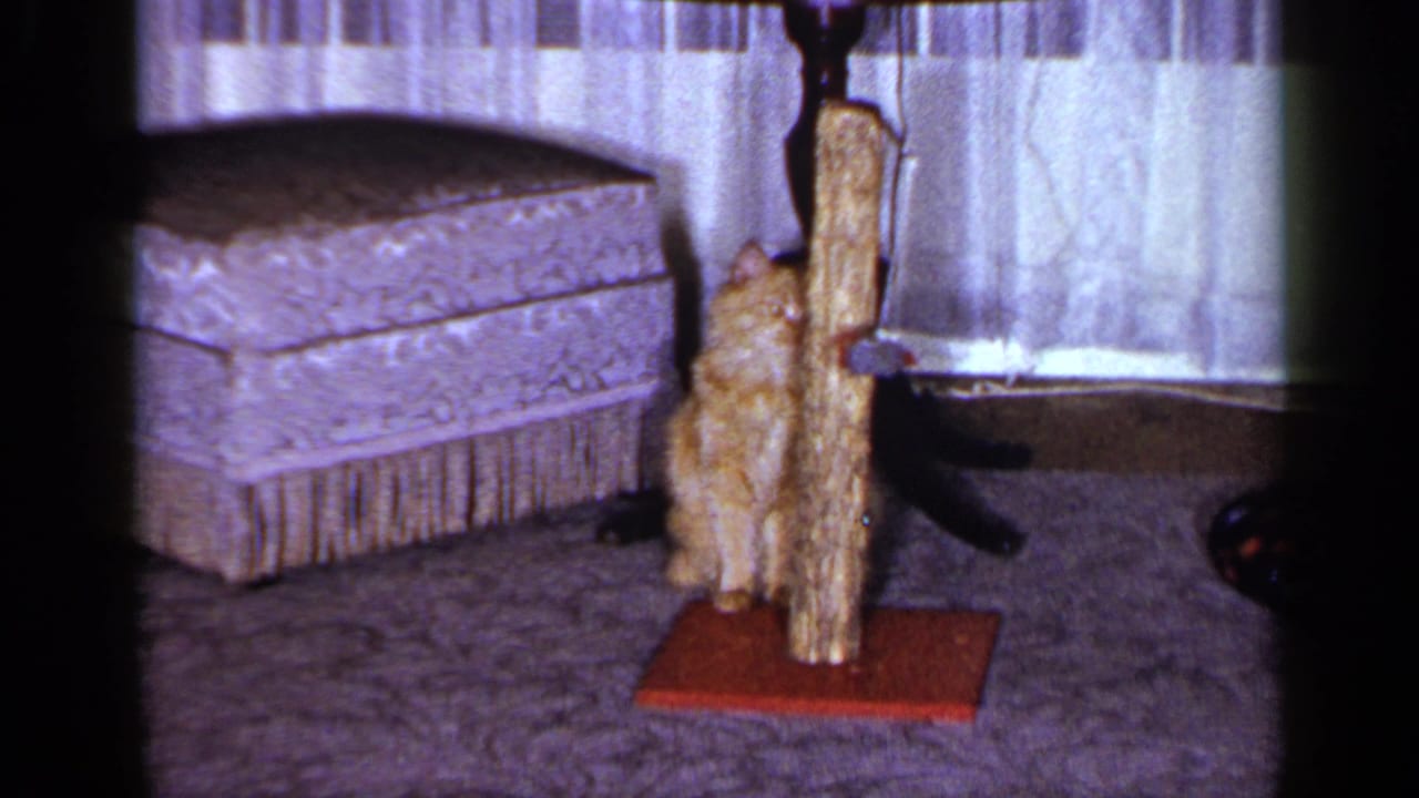 Orange tabby cat standing beside a wooden scratching post in a living room.