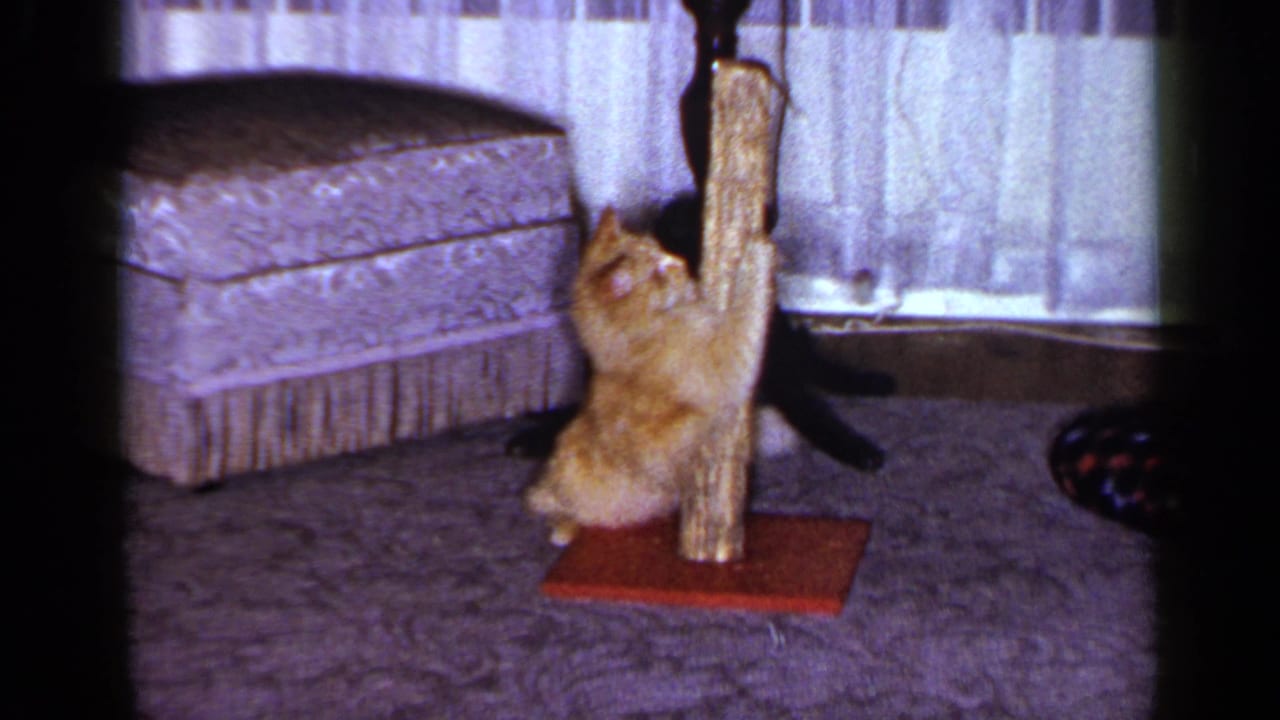 Orange tabby cat plays upright at a wooden scratching post in a 1965 Long Island living room with curtains and upholstered furniture.