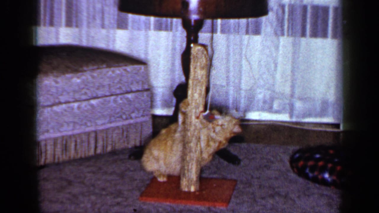 Orange tabby cat crouches around a wooden scratching post in a carpeted 1965 Long Island living room, with curtains and ottoman behind.