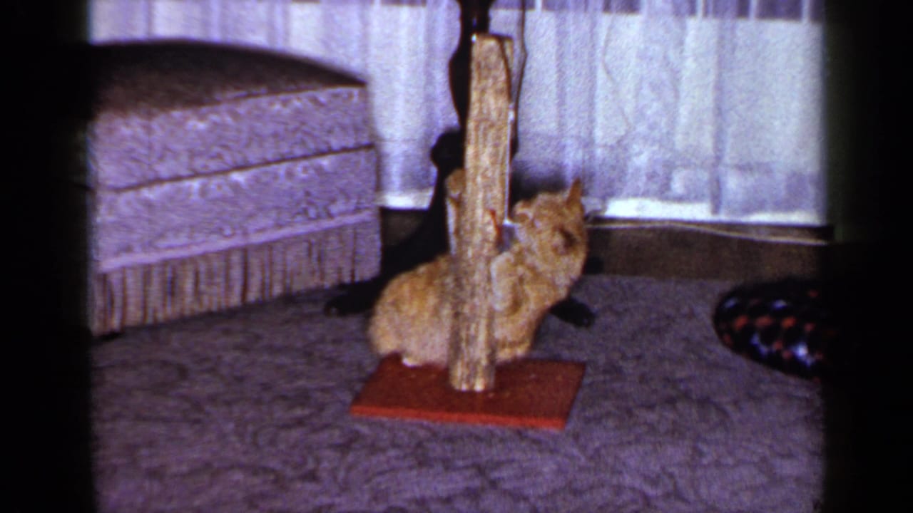 End frame of the orange tabby beside a wooden scratching post in a 1965 Long Island private living room with ottoman and curtains.