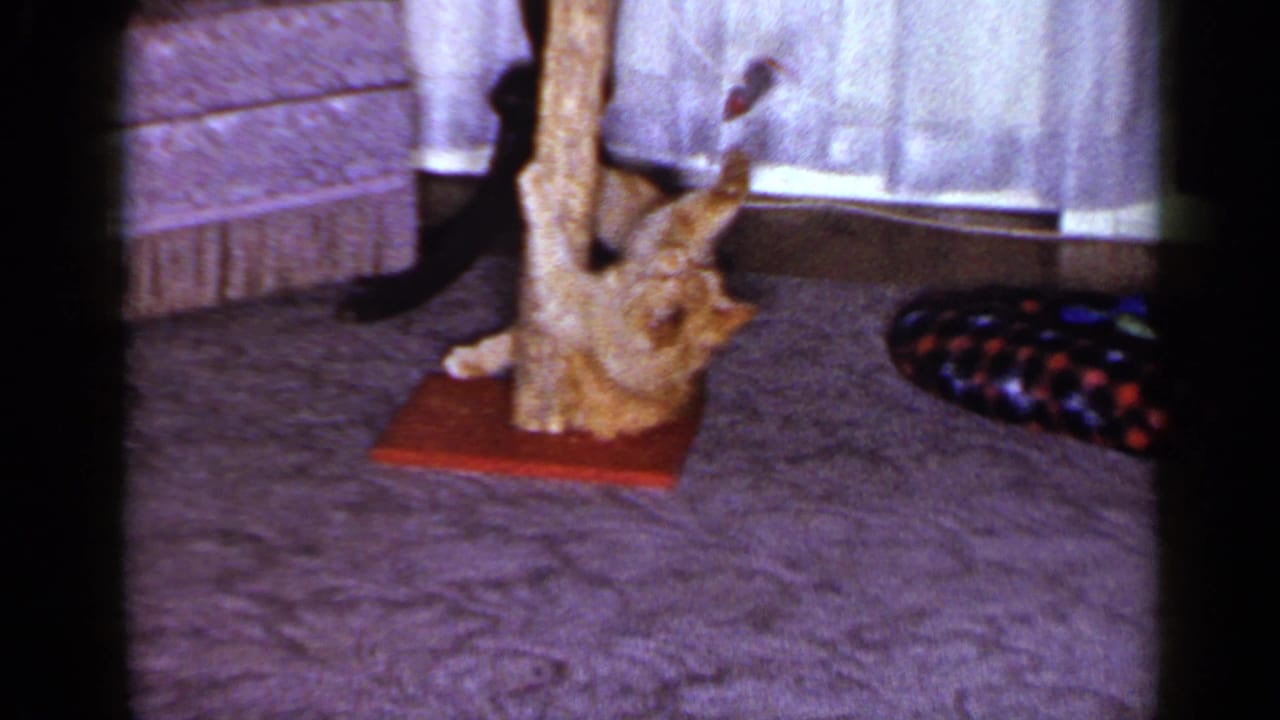 1965 Long Island home-movie frame of a ginger tabby playing beside a wooden cat post in a carpeted living room.