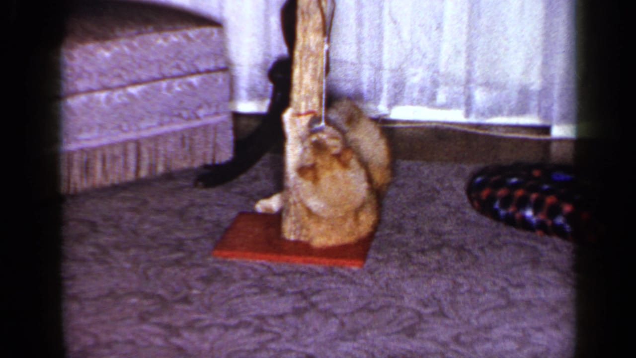 1965 Long Island frame showing a ginger tabby sitting by a wooden scratching post and batting at a hanging toy.