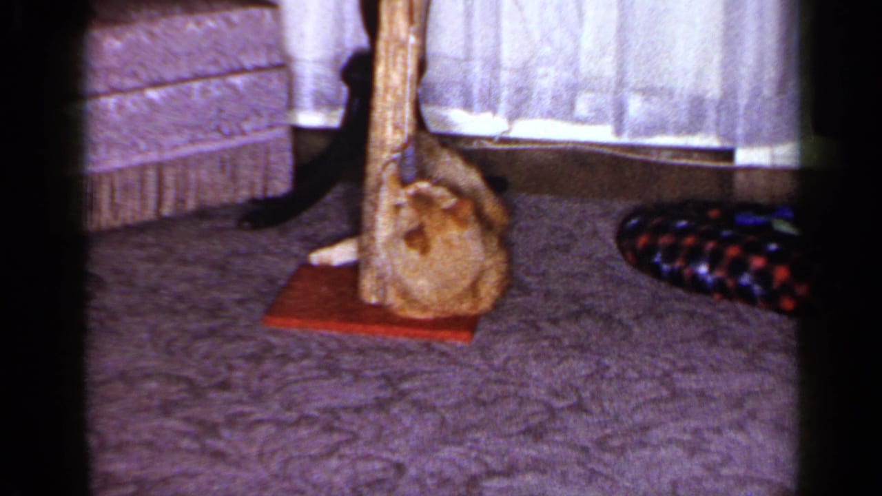 1965 Long Island home-movie frame of a ginger tabby crouched beside a wooden cat post in a private living room.