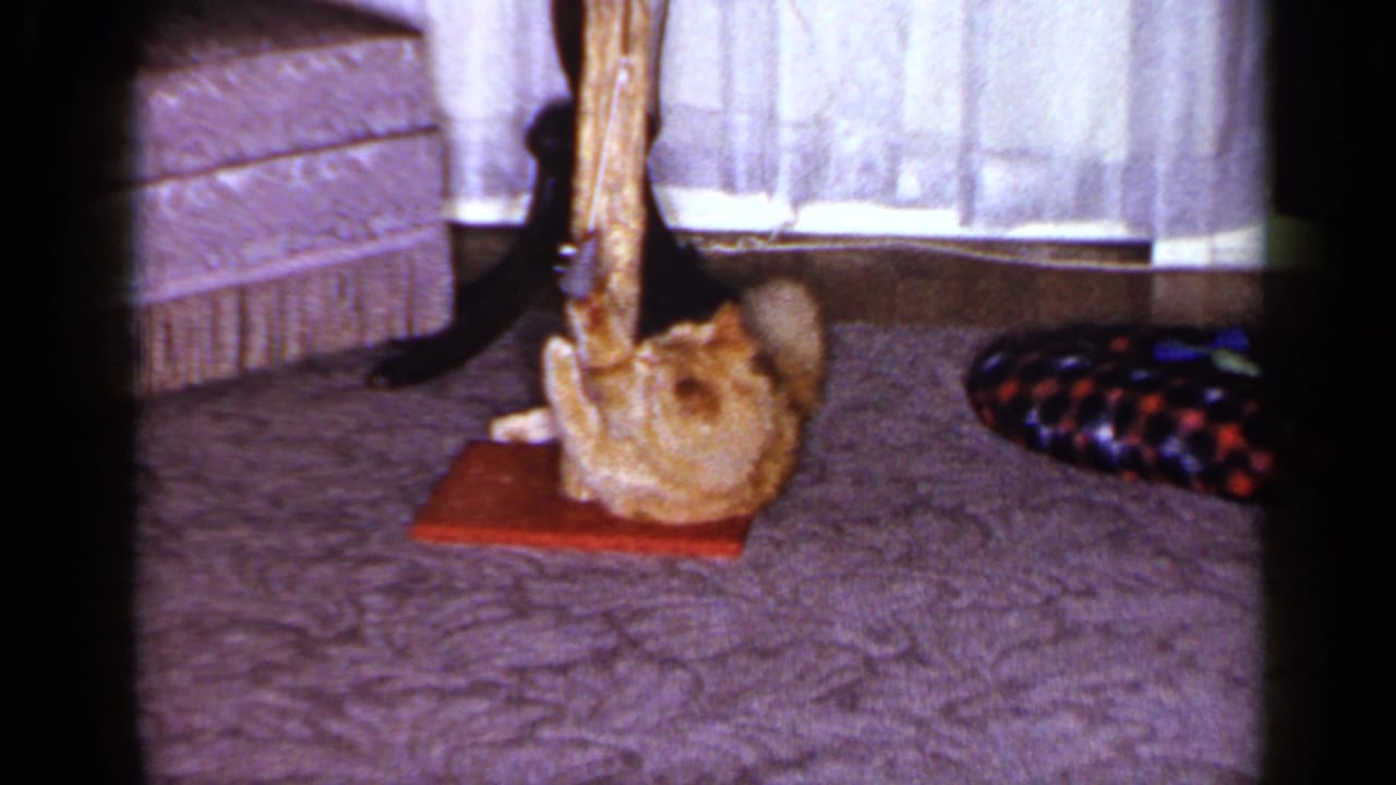 1965 Long Island frame of a ginger tabby leaning back and playing with a toy on a wooden scratching post.