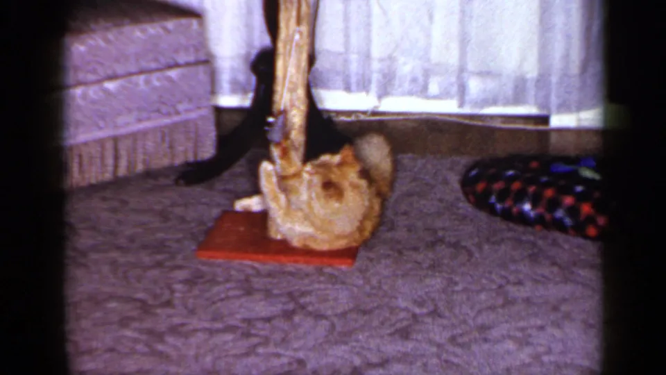 1965 Long Island frame of a ginger tabby leaning back and playing with a toy on a wooden scratching post.