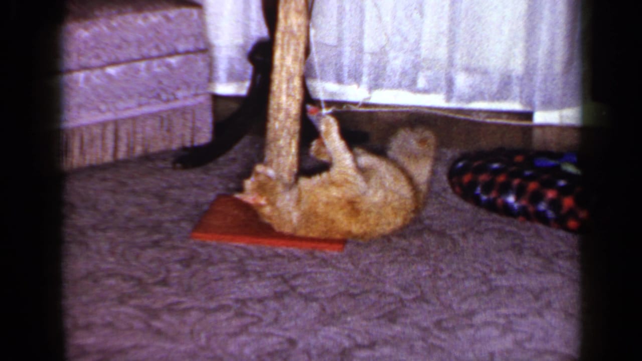 Orange tabby cat lying beside a scratching post near sheer curtains.