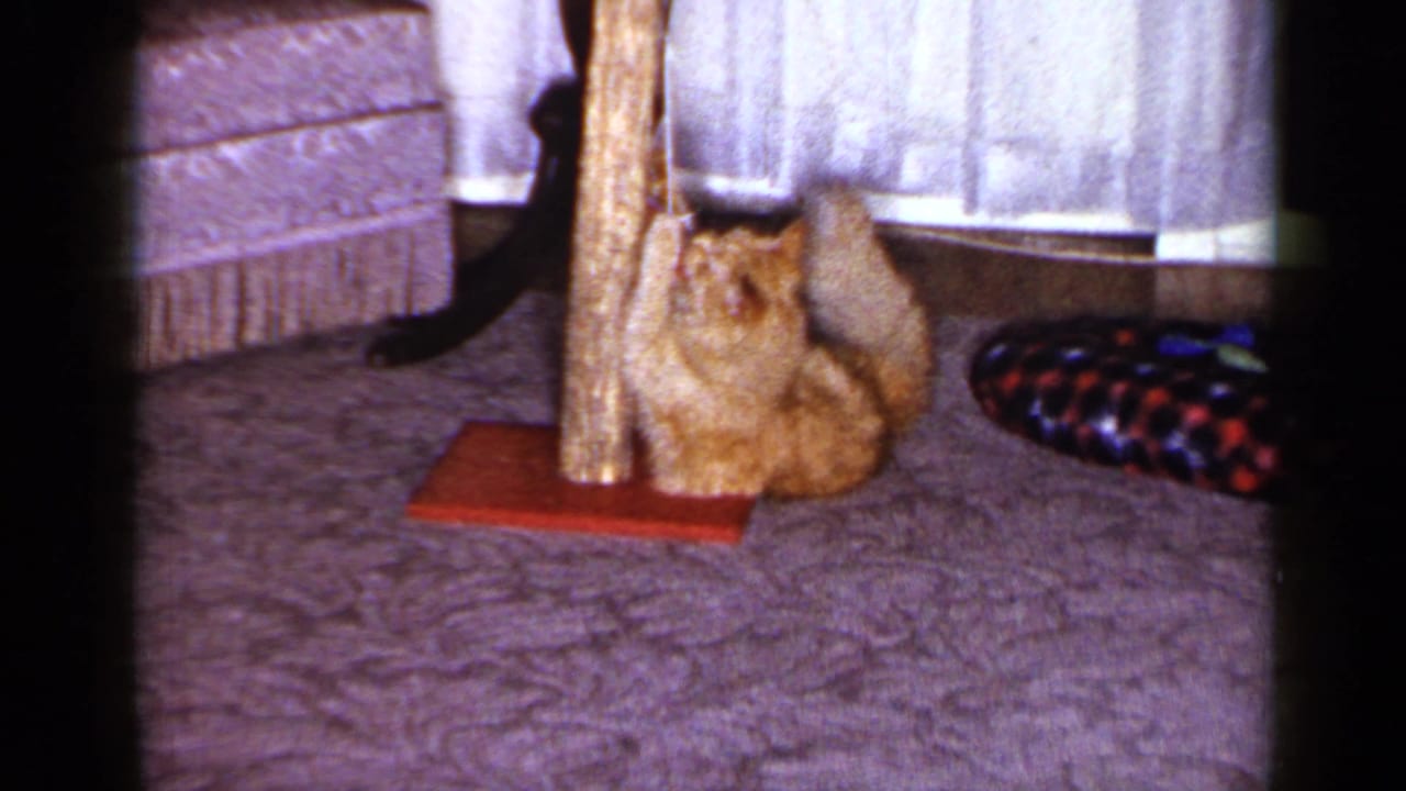 Orange tabby cat sitting upright at the base of a scratching post.