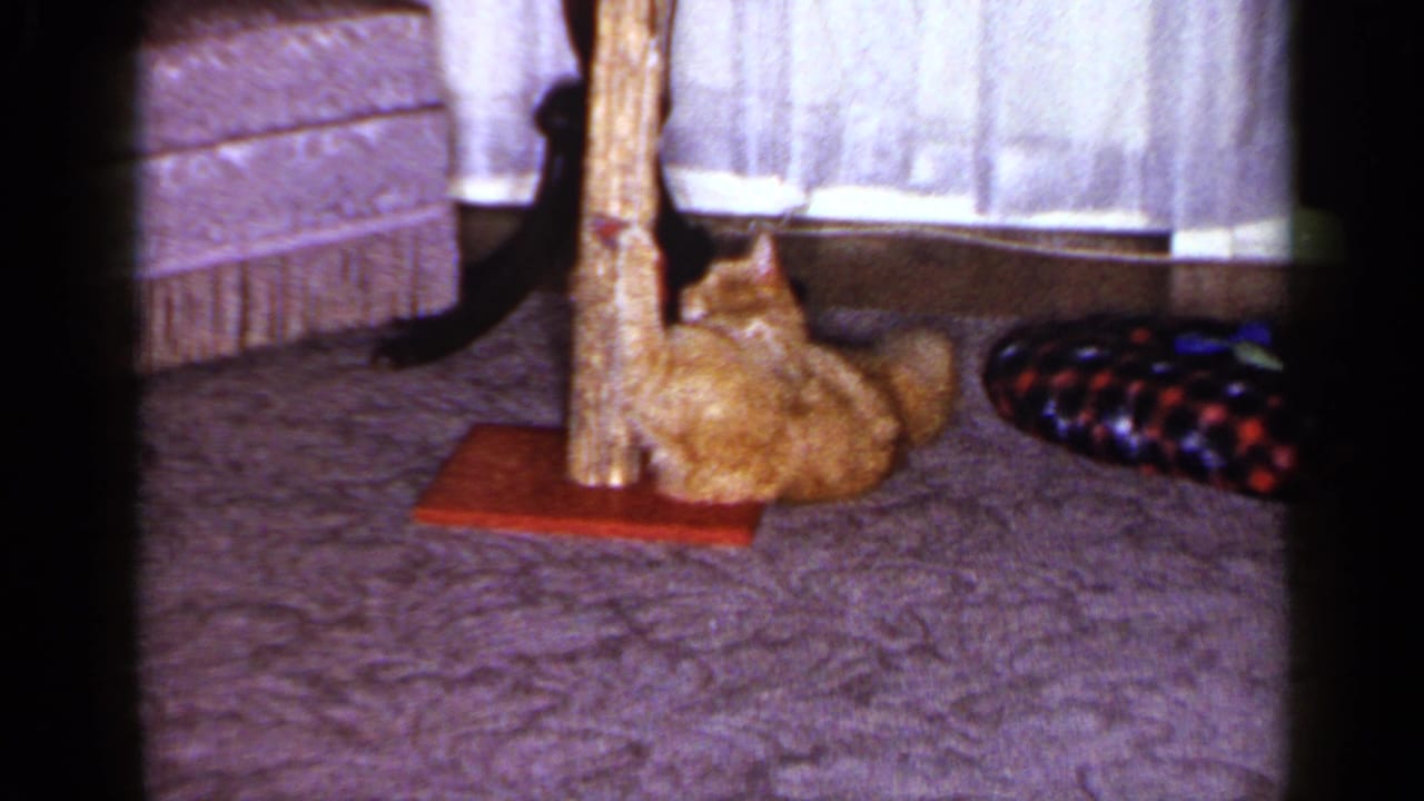 Orange tabby cat lies on the carpet and reaches toward the scratching post in the 1965 home-movie frame.