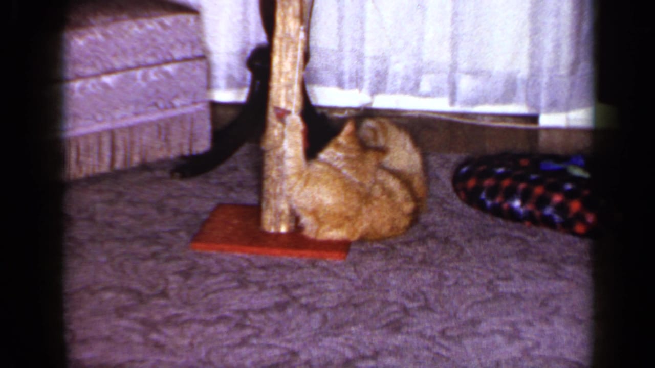 Orange tabby cat crouches beside the scratching post by sheer curtains in a Long Island living room scene.