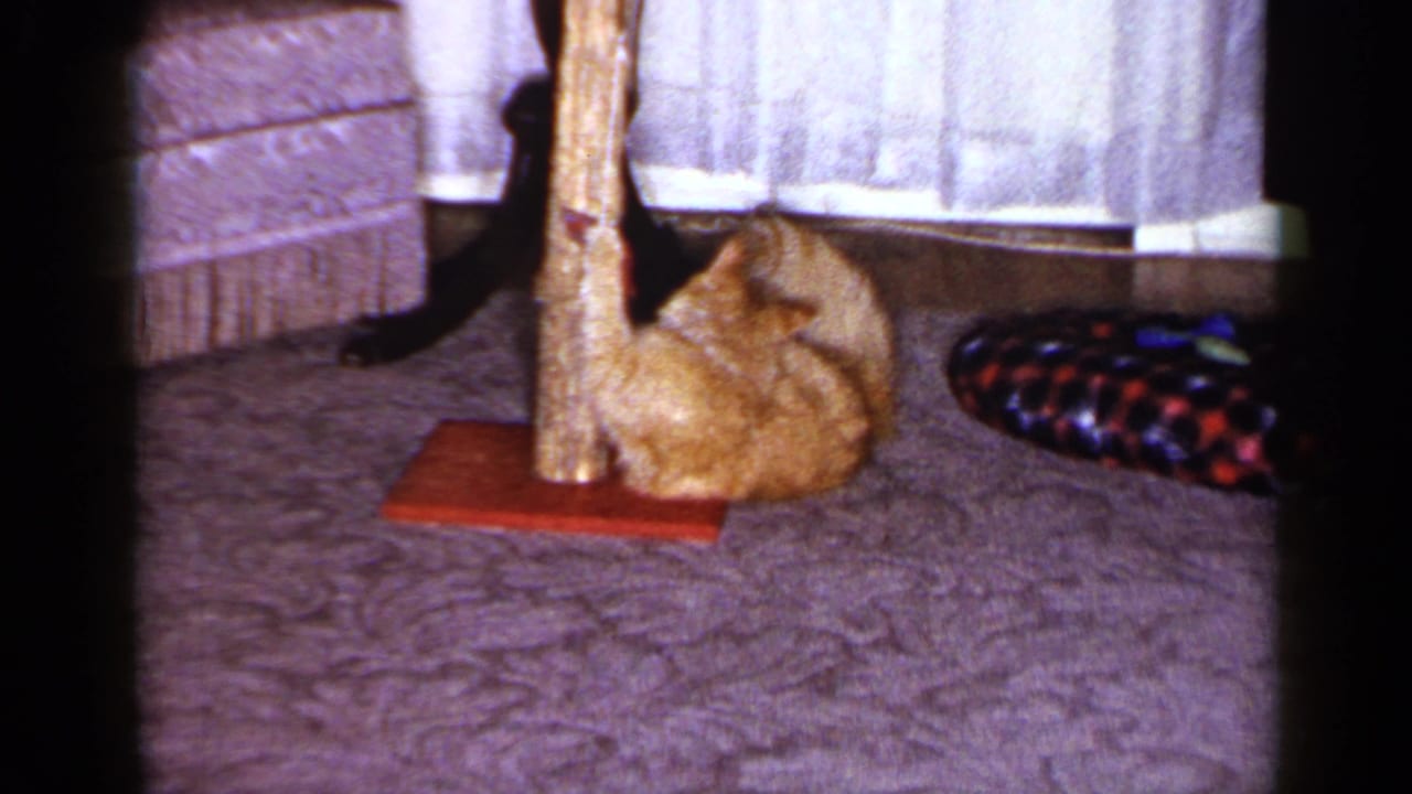 In a 1965 Long Island home-movie frame, a ginger tabby lies near a wooden toy post on a carpet, with chair and curtains behind.