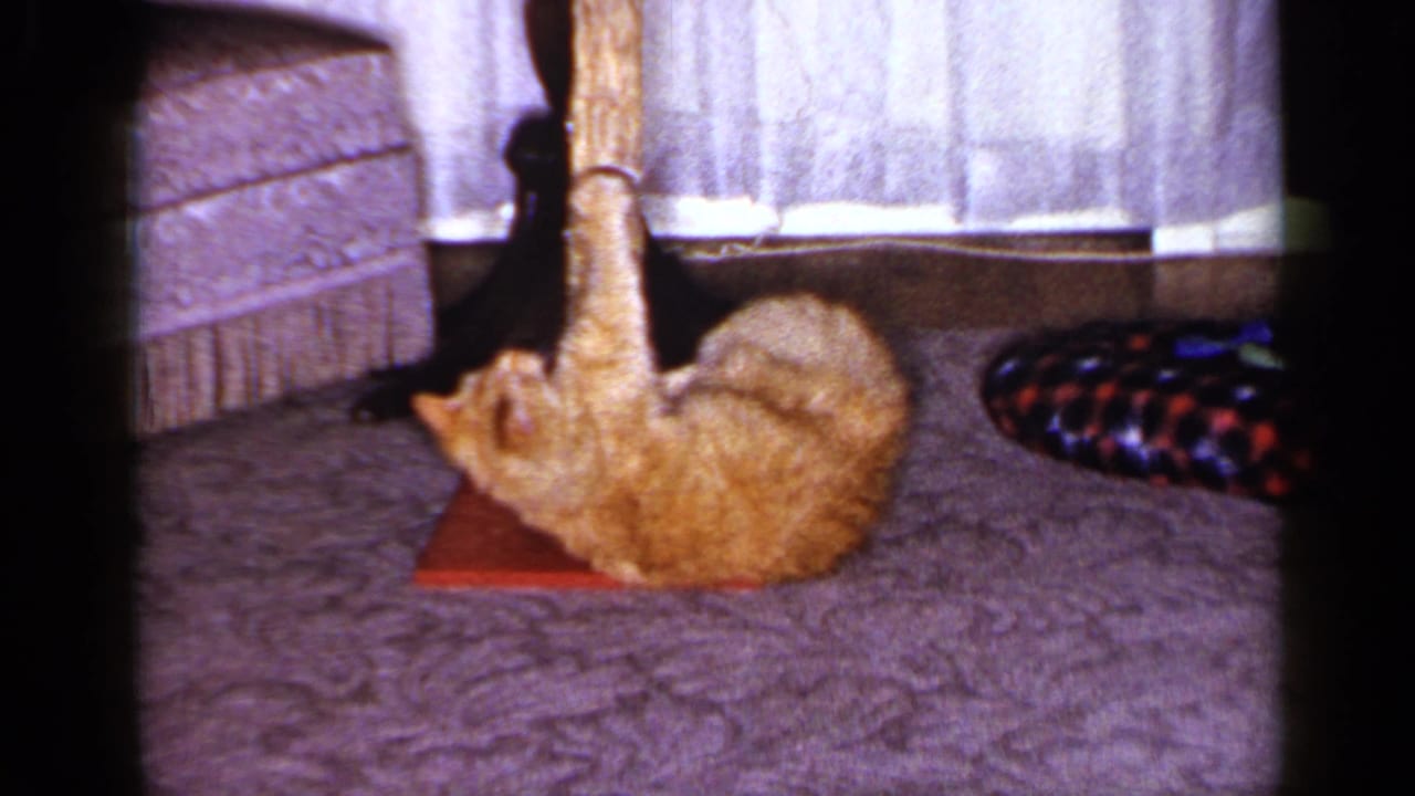 Ginger tabby cat rolling on its back near a vertical toy post.