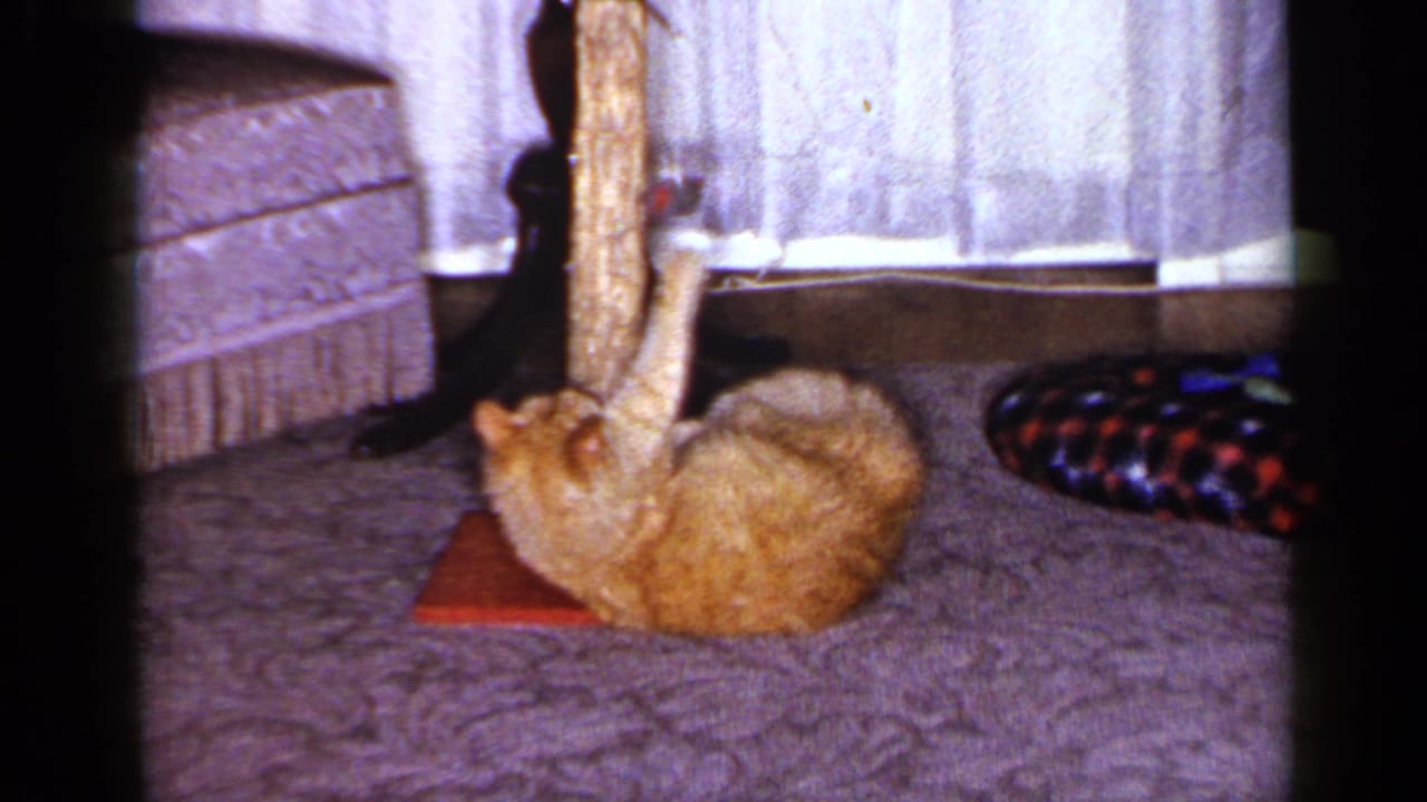 In the 1965 home-movie frame, the tabby lies on its back and reaches up toward a small dangling toy on the post.