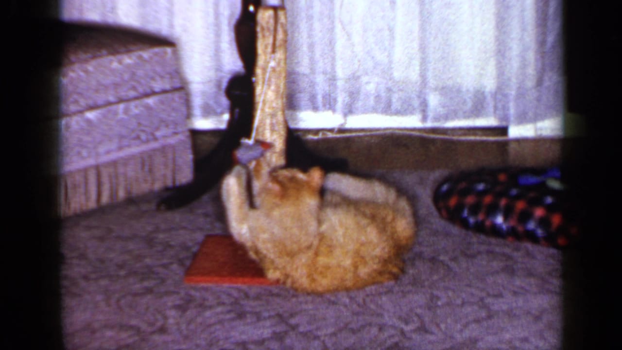 The tabby continues pawing at the hanging toy beside the wooden post in a 1965 Long Island living room scene.