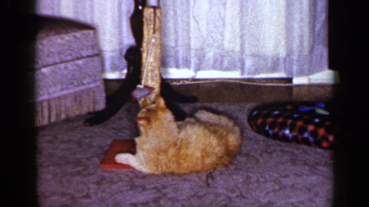 1965 Long Island home-movie frame of an orange tabby lying near a wooden cat post, sheer curtains, and patterned carpet.