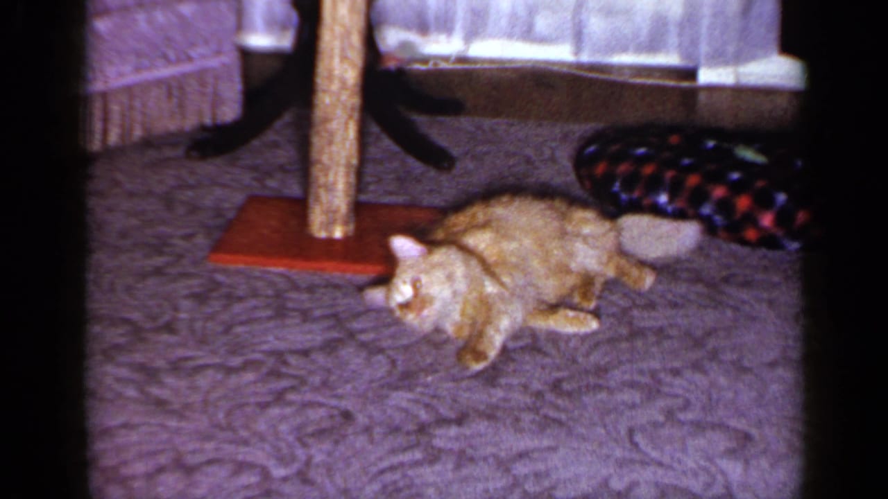 The orange tabby crouches in a Long Island living room, with a wooden cat post, sheer curtains, and patterned cushion nearby.