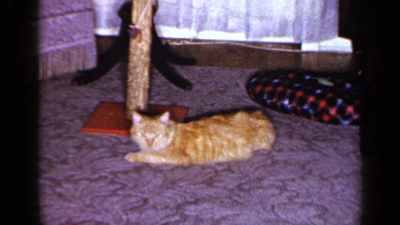 An orange tabby lies stretched on patterned carpet in the 1965 Long Island interior, close to the wooden cat post and curtains.