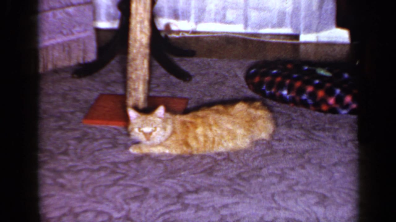 The orange tabby faces the camera while resting on a patterned carpet in the Long Island home interior.