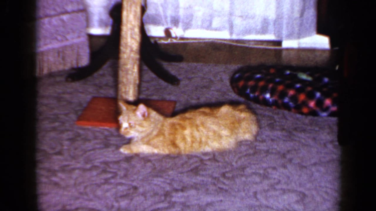 Orange tabby cat rests on a textured carpet near a scratching post in a Long Island home interior, 1965.
