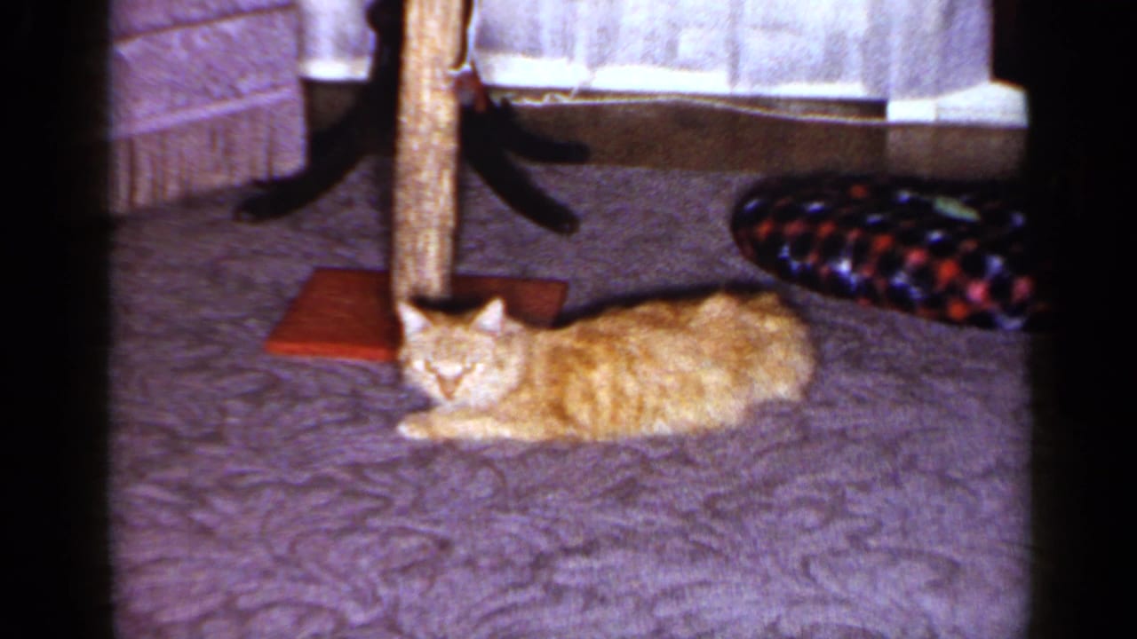 The tabby remains stretched out on the carpet near the scratching post in the 1965 Long Island interior.