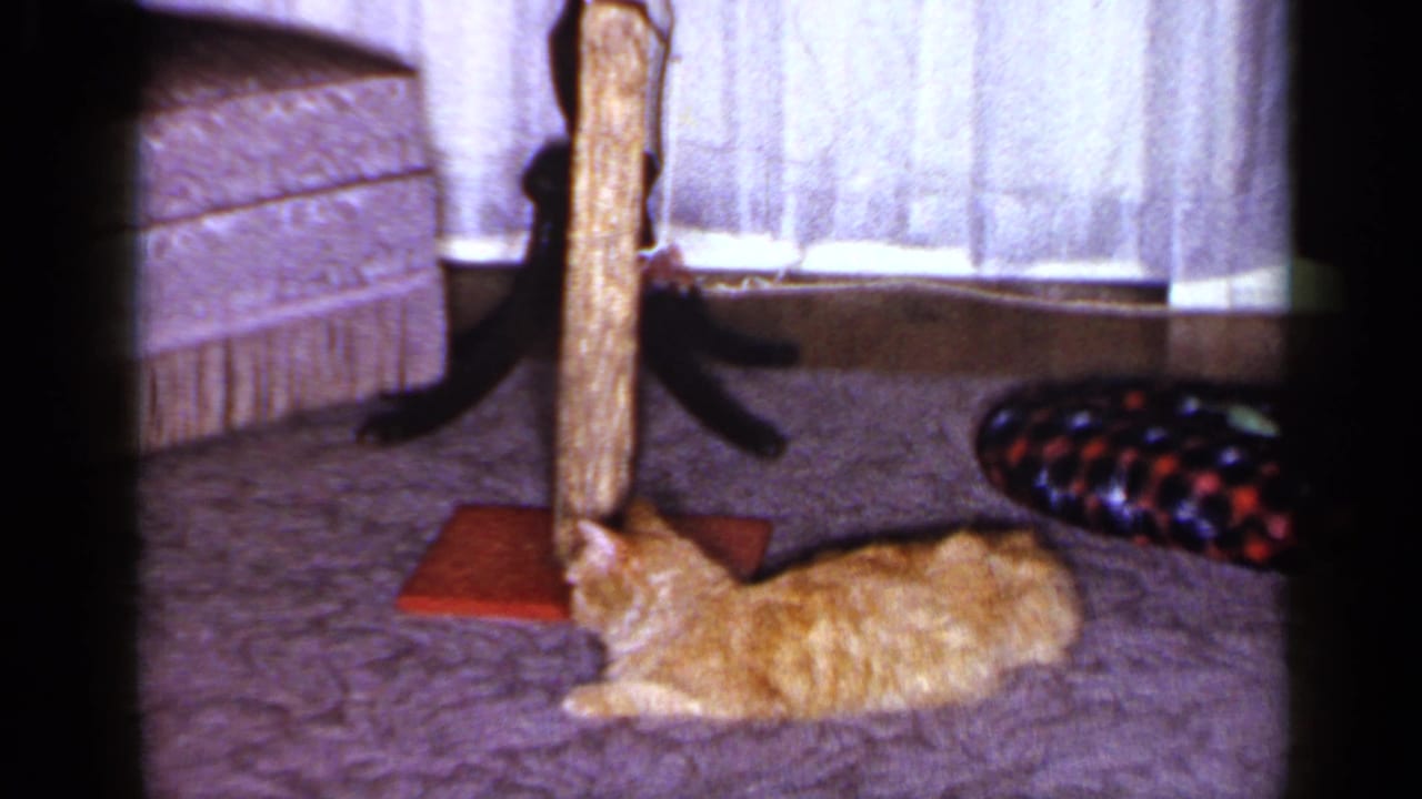 A relaxed orange tabby lies beside a red-based scratching post in a 1965 Long Island living room.
