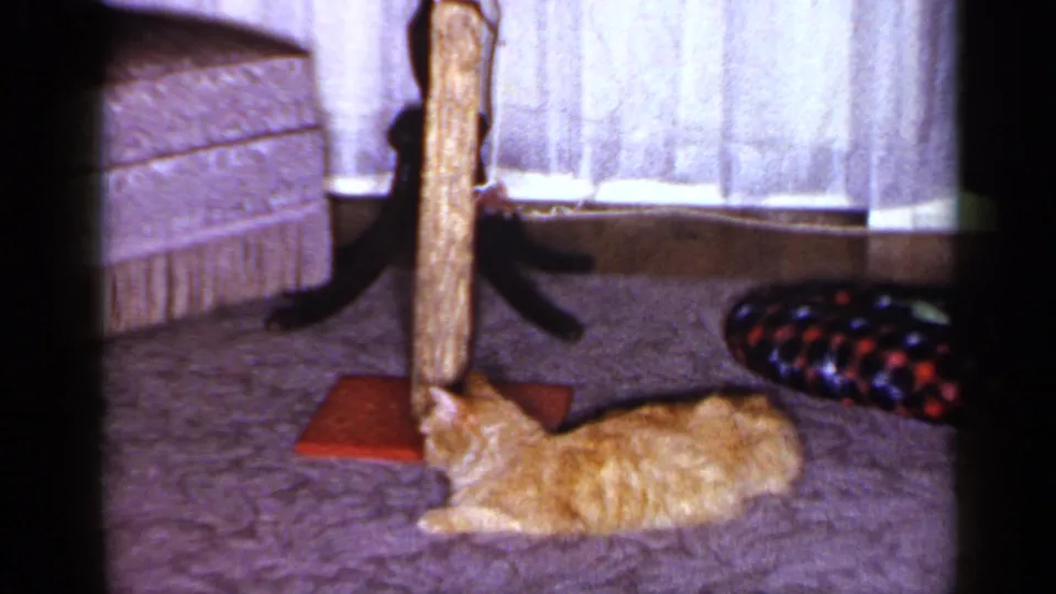 A relaxed orange tabby lies beside a red-based scratching post in a 1965 Long Island living room.