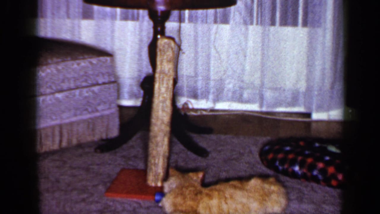 The final frame shows the tabby on the carpet near the scratching post, with curtains and furniture visible in the Long Island home.