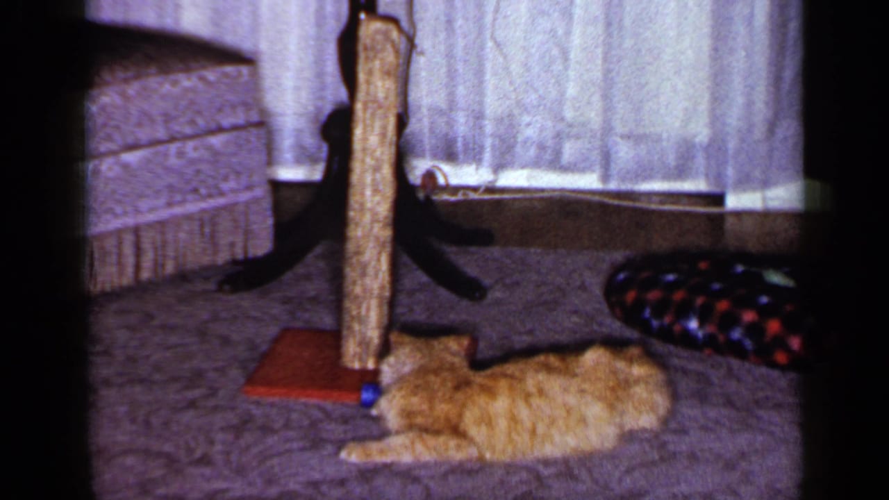 Orange tabby cat lying on carpet beside a wooden scratching post and blue toy.