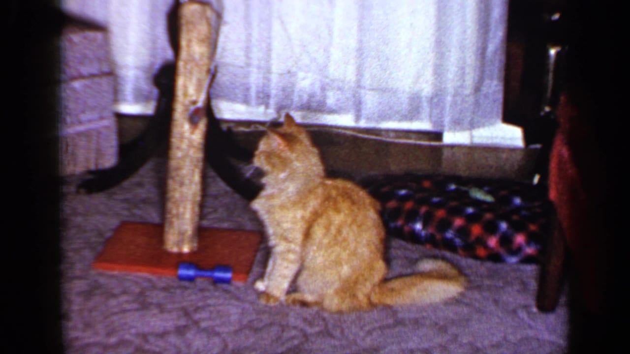 1965 Long Island home-movie frame showing the orange tabby sitting upright beside a wooden scratching post and patterned pet cushion.