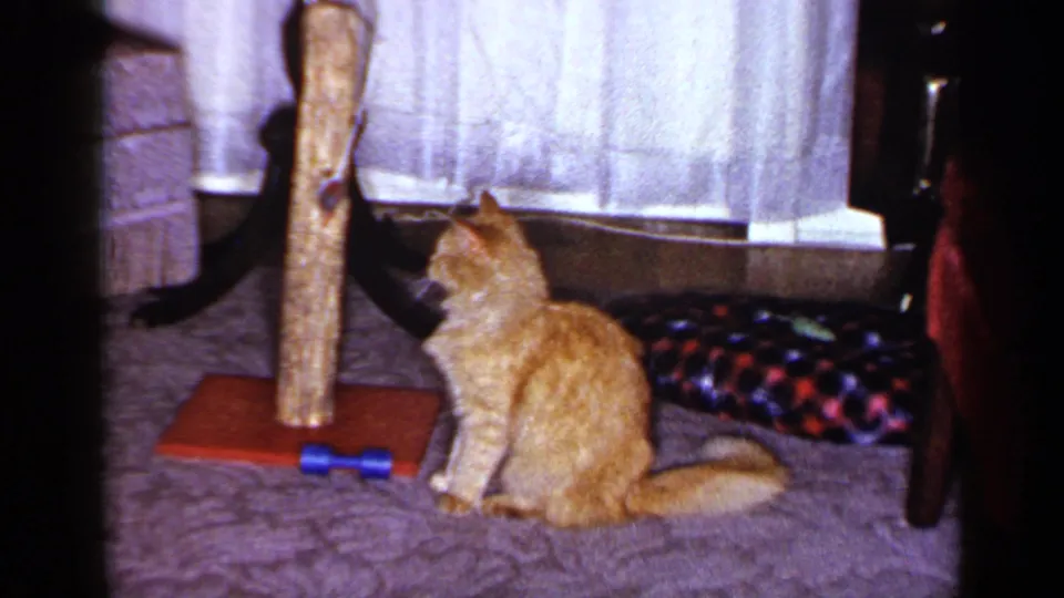 1965 Long Island home-movie frame showing the orange tabby sitting upright beside a wooden scratching post and patterned pet cushion.