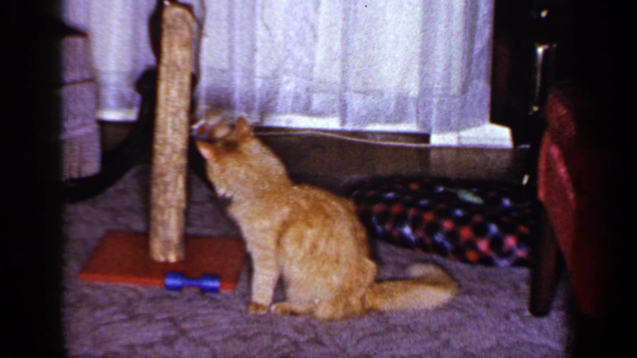 1965 Long Island home-movie frame of the orange tabby leaning toward the wooden post as if inspecting the hanging toy.
