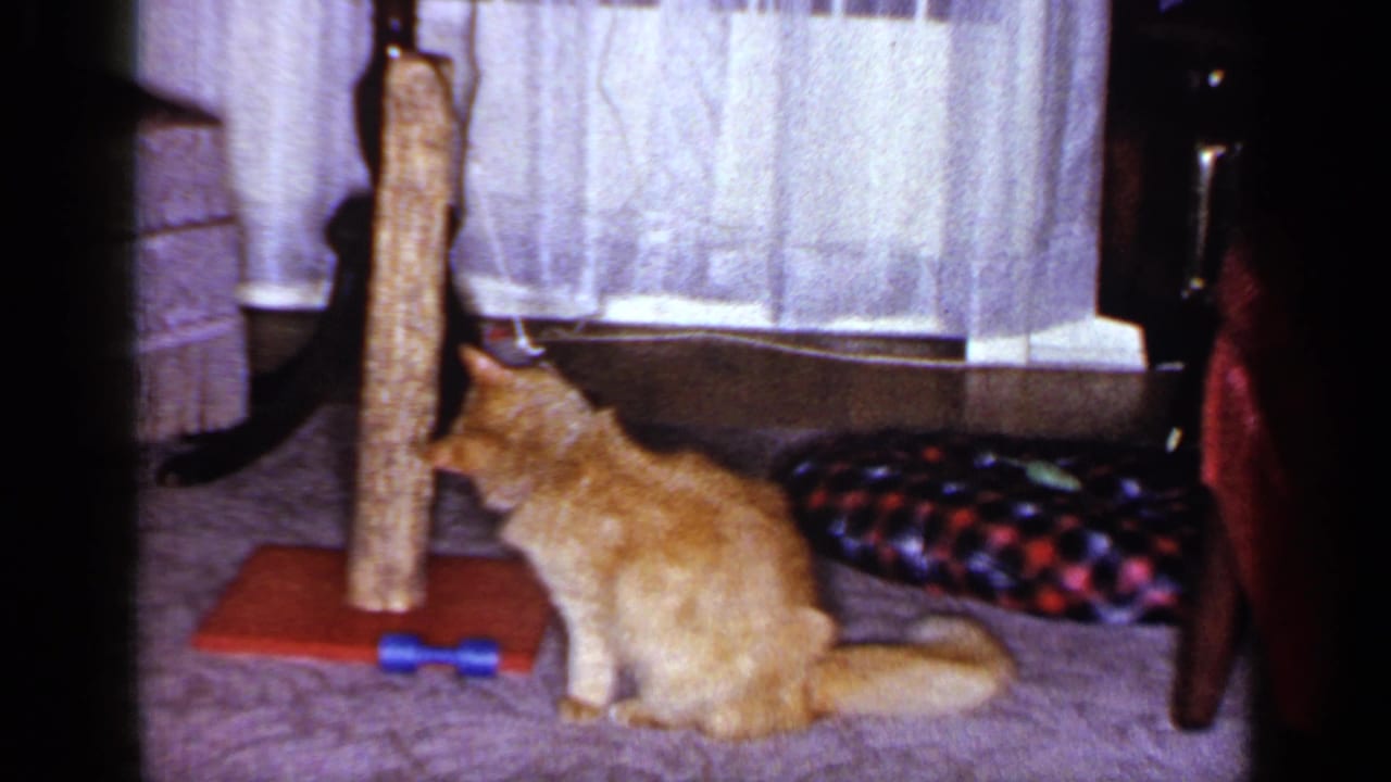 1965 Long Island home-movie frame showing the orange tabby seated near the post, looking toward the blue toy on the carpet.