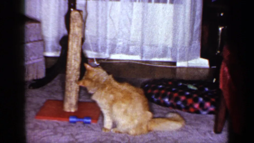 1965 Long Island home-movie frame showing the orange tabby seated near the post, looking toward the blue toy on the carpet.