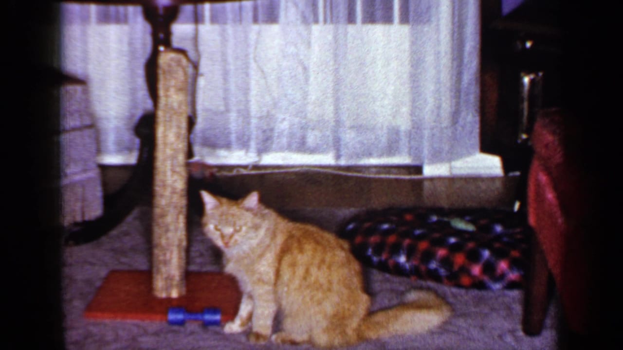 Orange tabby cat sitting near a scratching post and blue toy in a carpeted living room.