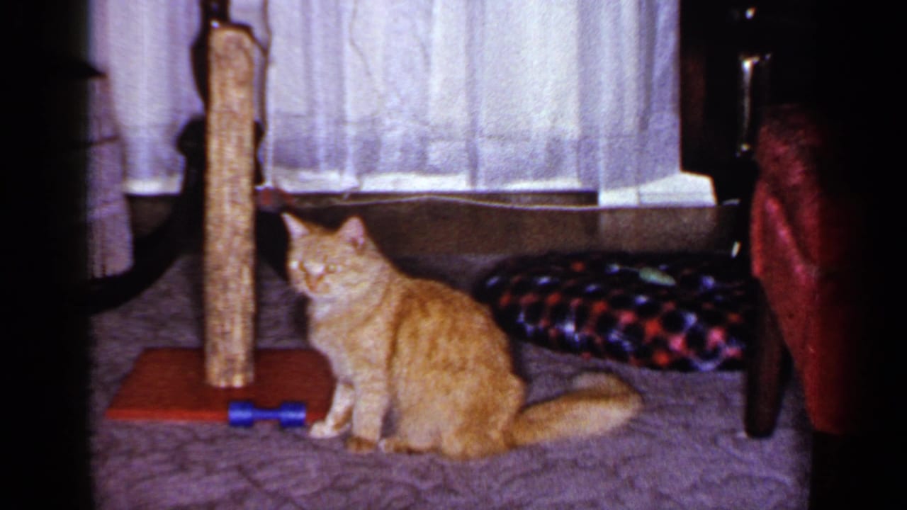 Orange cat sitting by a scratching post with curtains and a plaid cushion behind it.