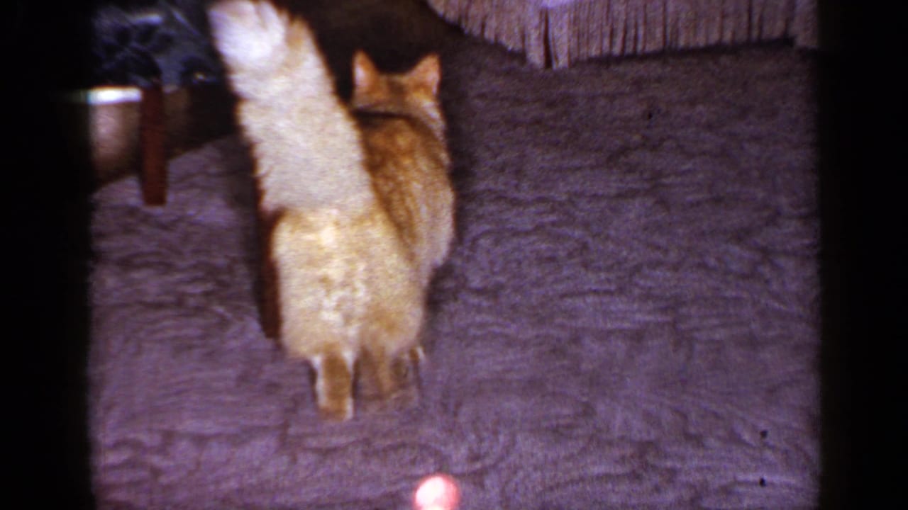 Home-movie view of the orange tabby from behind as it walks across the carpeted Long Island living room with its tail raised.